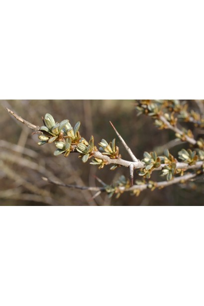 Hippophae rhamnoides ‘Medova’
